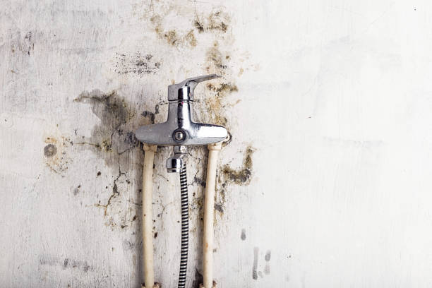 Certified Mold Removal in Huntingburg, IN