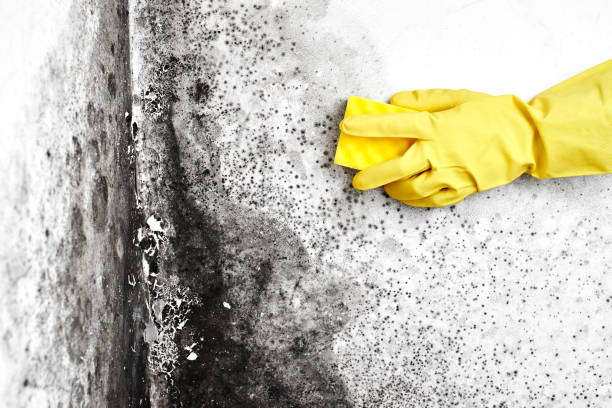 Best Office Mold Removal Services  in Huntgburg, IN