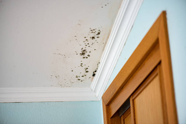 Best Mold Testing  in Huntgburg, IN