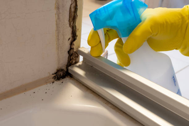 Best Mold Removal Near Me  in Huntgburg, IN