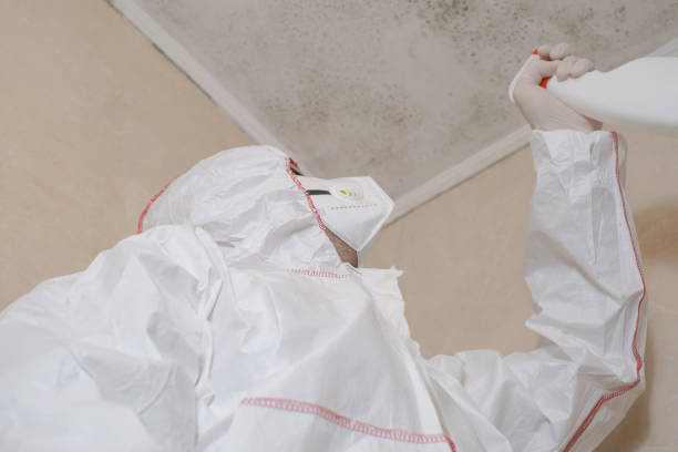 Best Commercial Mold Removal  in Huntgburg, IN