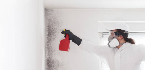 Best Mold Removal Near Me  in Huntgburg, IN