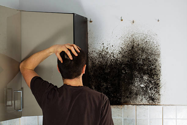 Best Toxic Mold Removal  in Huntgburg, IN