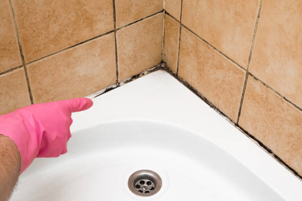 Professional Mold Removal in Huntingburg, IN